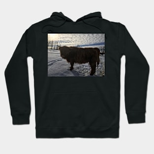 Scottish Highland Cattle Calf 1943 Hoodie